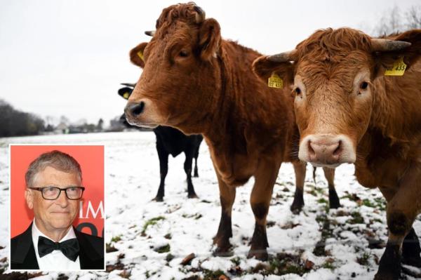 比尔·盖茨希望通过阻止奶牛打嗝来对抗气候变化