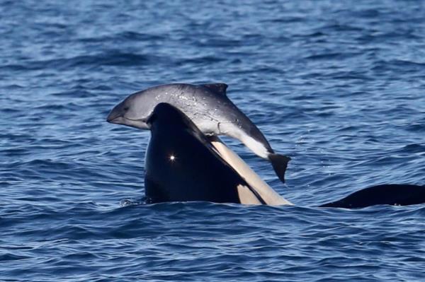 为什么这些逆戟鲸会残忍地虐杀海豚?